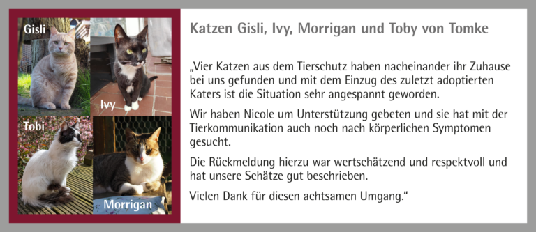 3_Kunden-Feedback_Katzen Gisli, Ivy, Morrigan, Toby