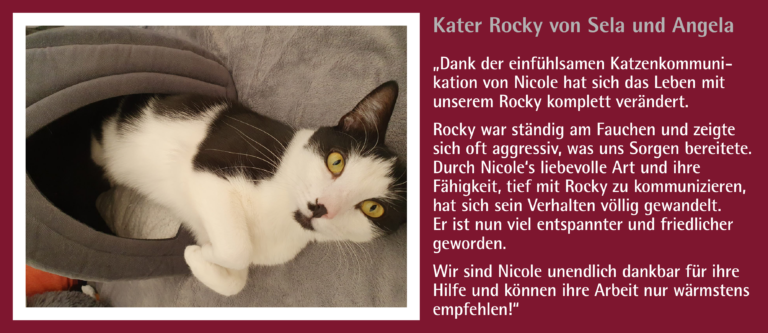 4_Kunden-Feedback_Kater Rocky