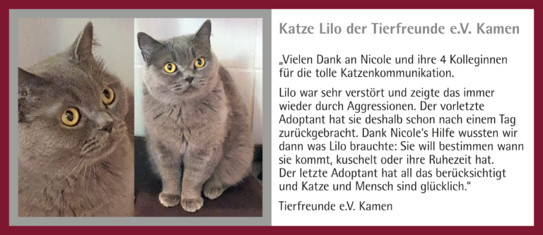 6_Kunden-Feedback_Katze Lilo